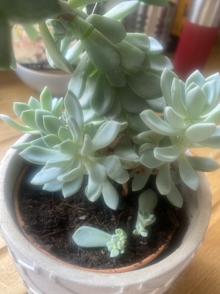 Out of control unidentified succulent 