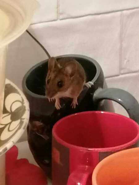 There's a fucking mouse in my bathroom