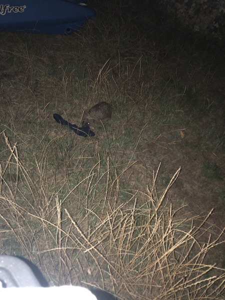 How do you catch a hedgehog?