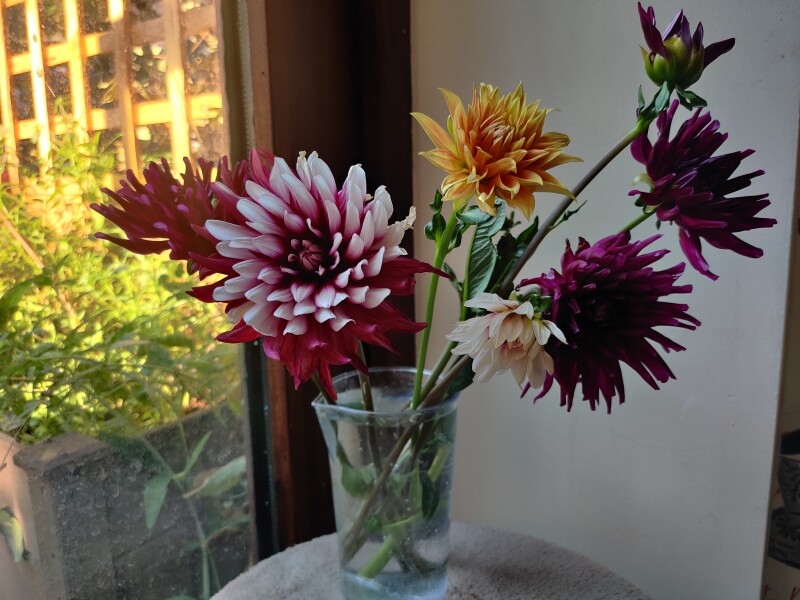 Who’s growing Dahlias this year