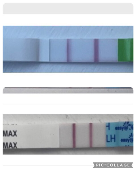 Cd 1 - mid/end August testers
