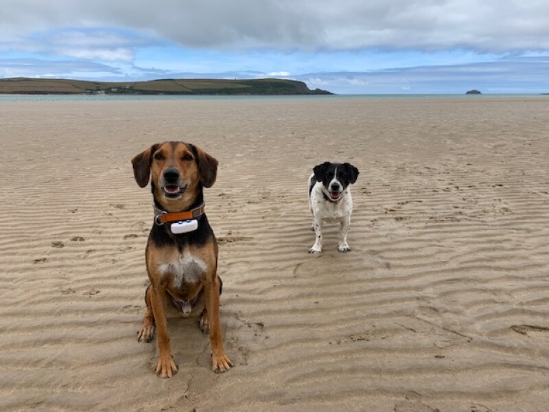 Thread 36.1 Covid Cohort , The Night Before Results Distraction Thread