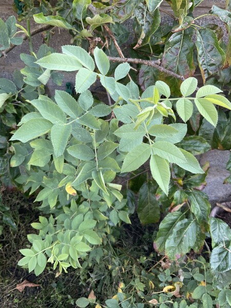 Rose question 
