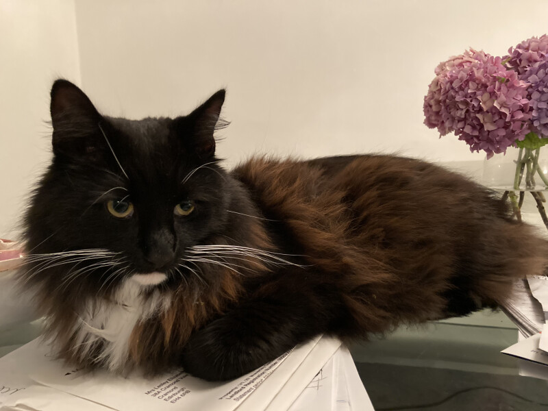 Getting Sticky Willies off long haired cat