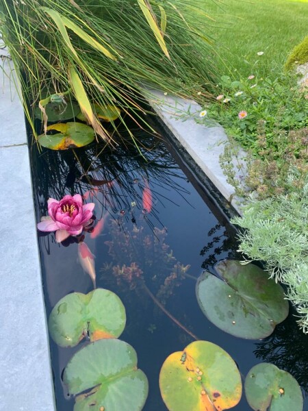 Moving from decent garden to very small one...help please!