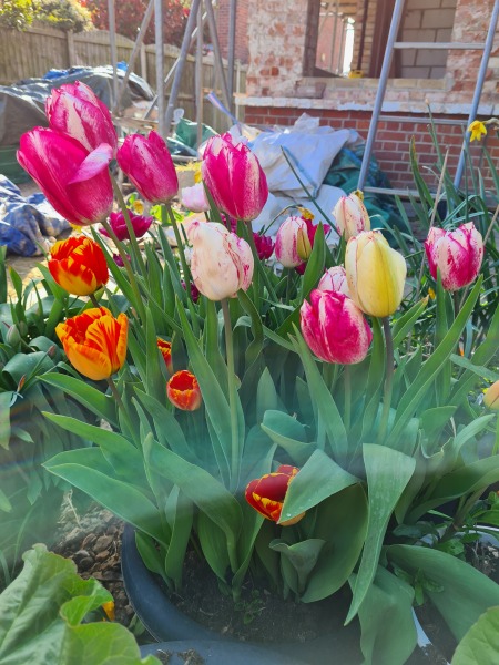 Where do you buy your spring bulbs?