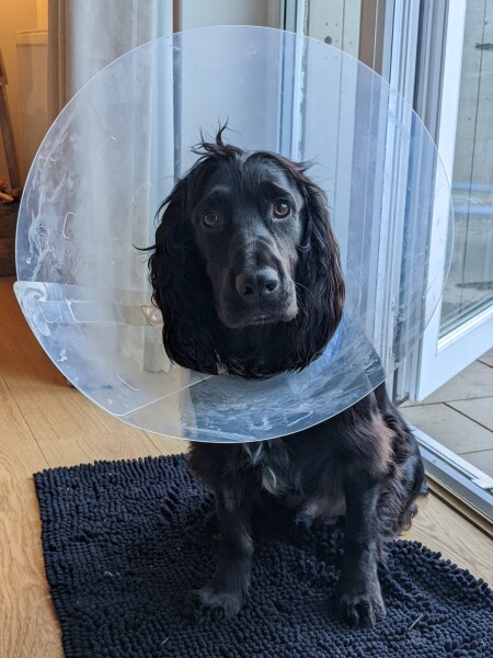 Puppy Survival Thread: Surviving into Summer 2022