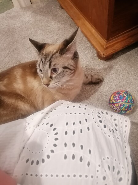 I've lost my sisters cat