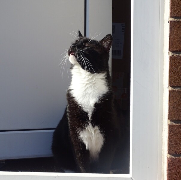 Cat Three is settling in