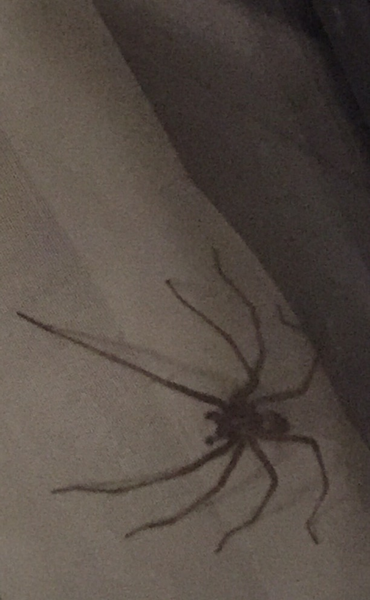 *Warning- contains picture of spider* To be frozen in fear and awe all at the same time!!