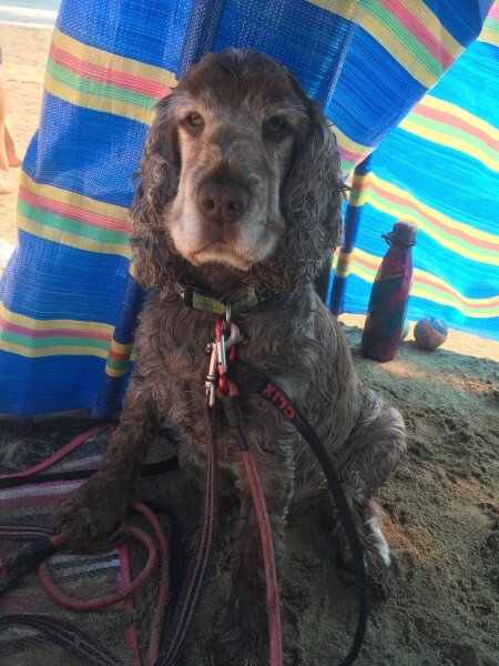 Thread 36.1 Covid Cohort , The Night Before Results Distraction Thread