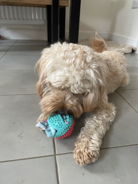 Alternatives to chew toys