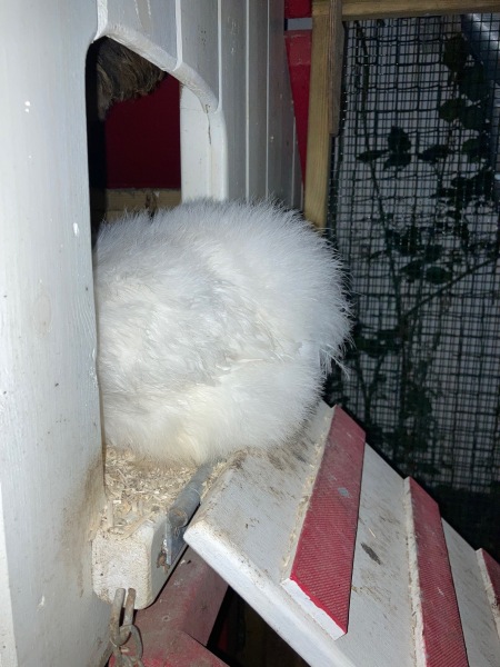 Come and tell me your dull and unexciting news 23: Calmly through the day 