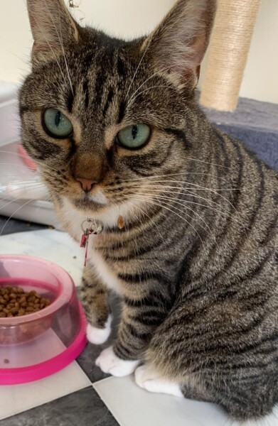 Just for the love of Tabby Cats- not enough tabby love