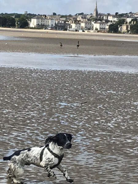Dogs who love the beach