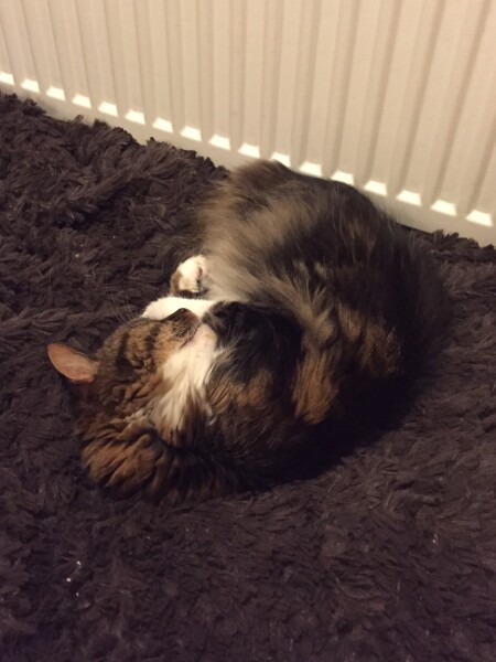 Just for the love of Tabby Cats- not enough tabby love