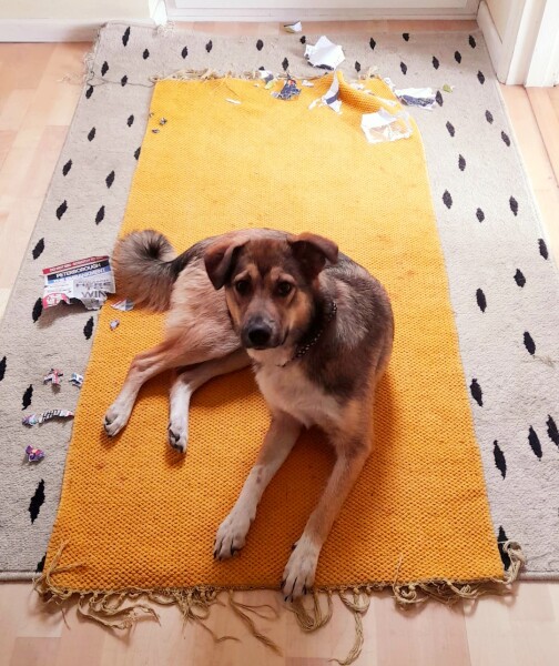 To not understand why people adopt feral dogs from Eastern Europe? 