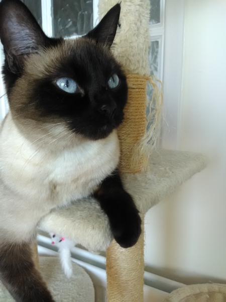 Cat owners - advice please