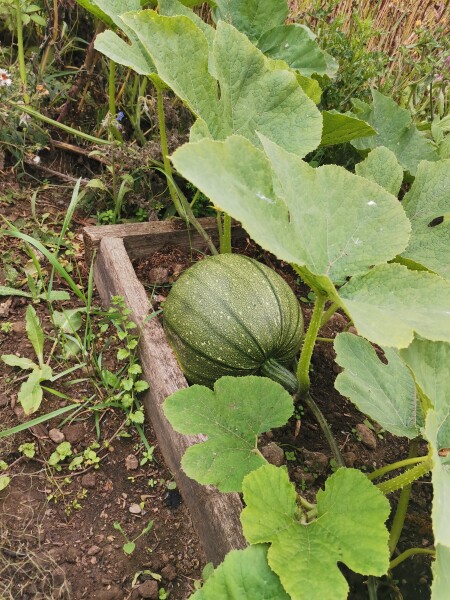 Pumpkins in supermarkets