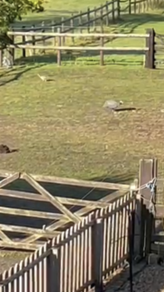 What are these birds?