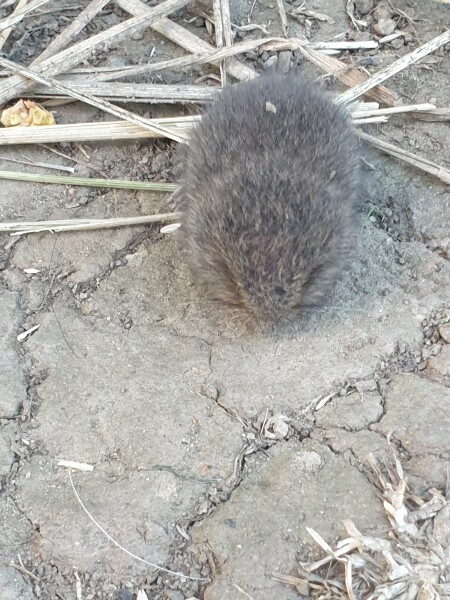 Rodent experts this way
