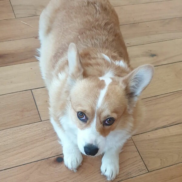 The comedy of different dog breeds interacting