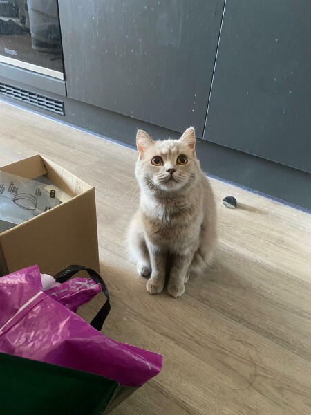 Identify this breed