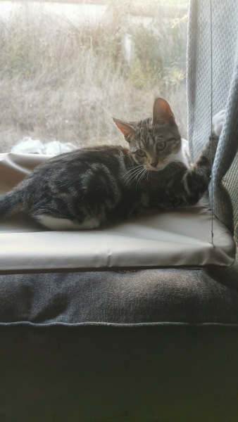 Cat owners - advice please
