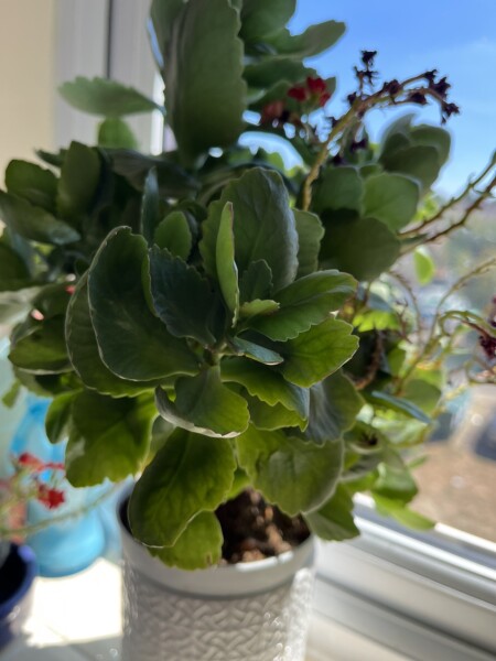 What indoor plant is this?