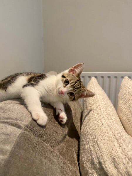 Just for the love of Tabby Cats- not enough tabby love
