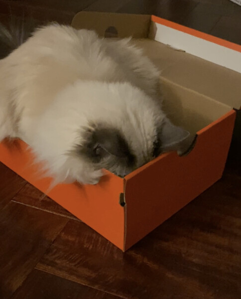 What's the daftest thing your cat has done today - pics please!