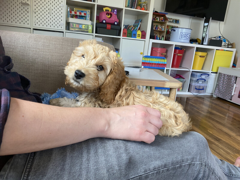 Puppy Survival Thread: Surviving into Summer 2022