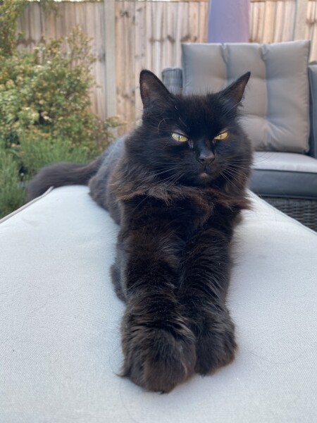 Thread 36.1 Covid Cohort , The Night Before Results Distraction Thread