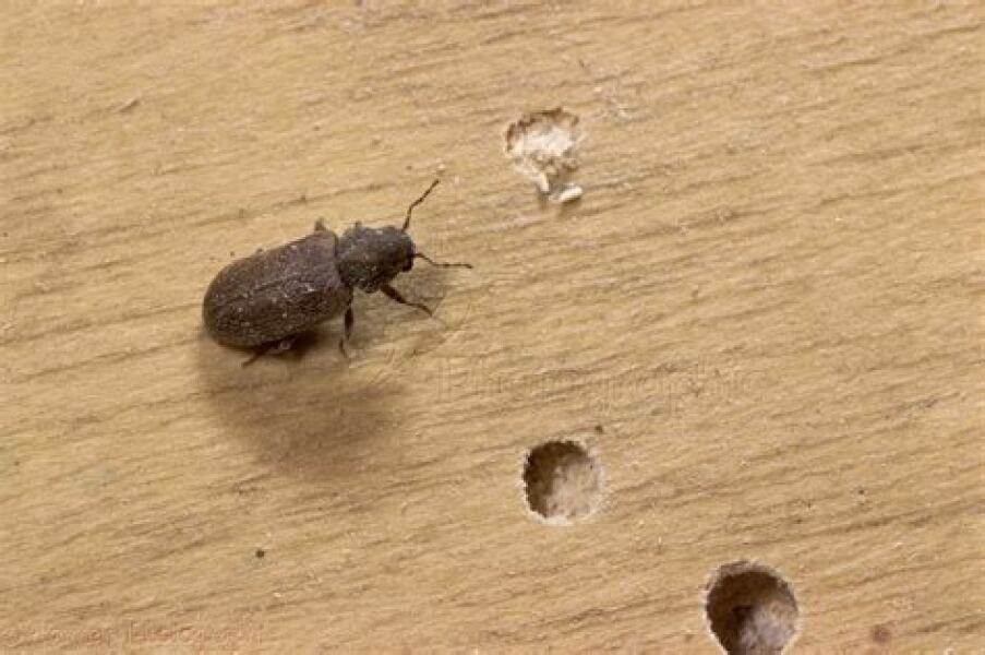 Tell me what this is before I burn the house down 