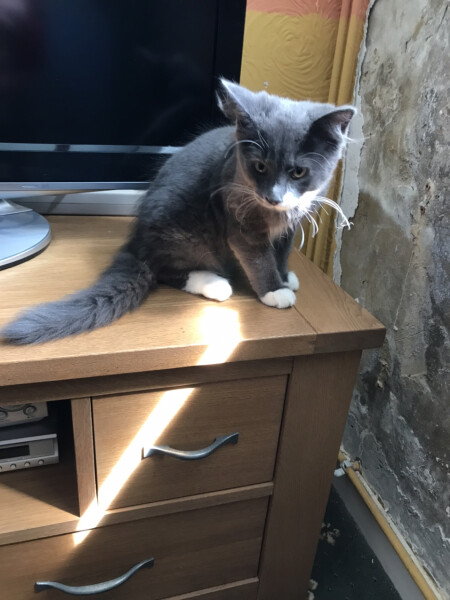New kitten in home. Need a name
