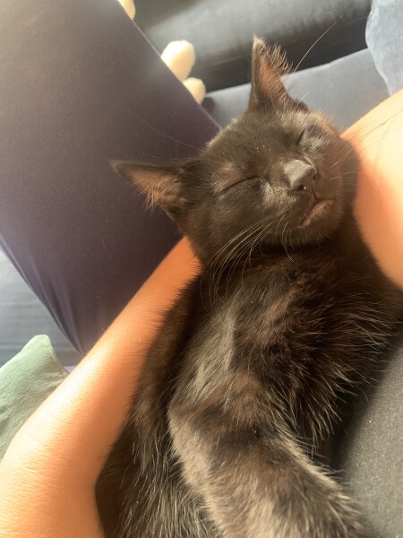 Will this little pickle 