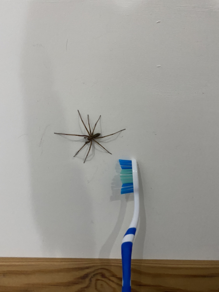 *Warning- contains picture of spider* To be frozen in fear and awe all at the same time!!