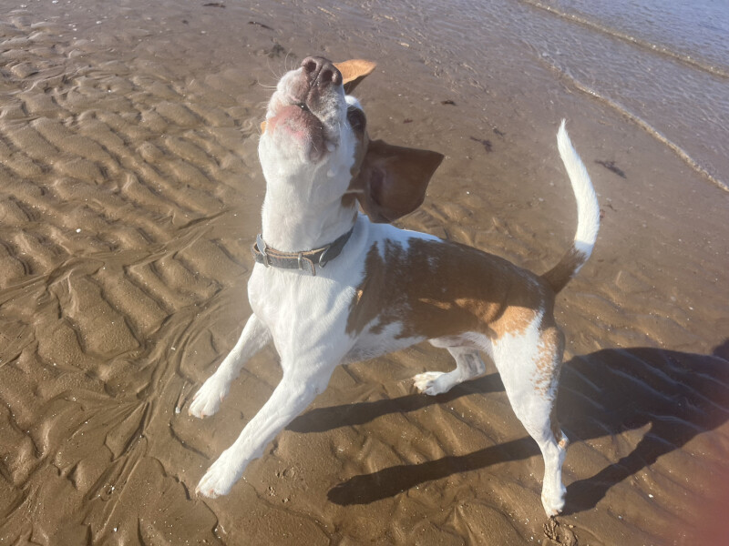 Dogs who love the beach