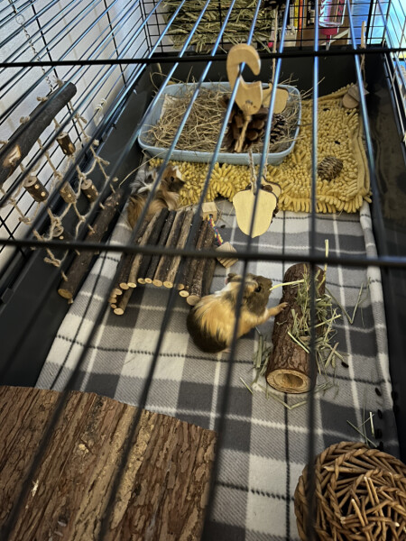 What would you name them?