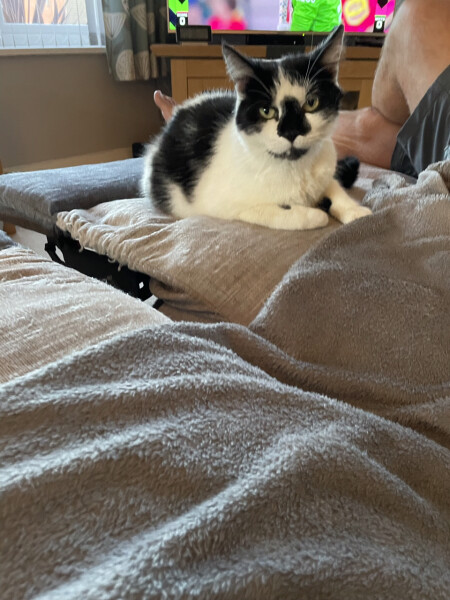 Cat that won’t go home!