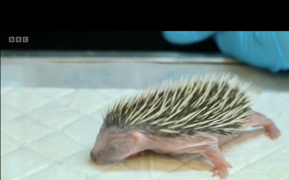 To ask you to please help hedgehogs and other wildlife prepare for winter