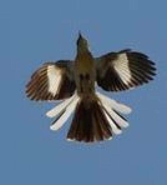 can anyone identify this strange bird
