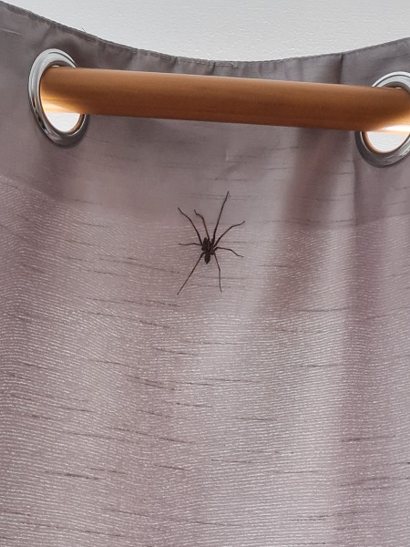 *Warning- contains picture of spider* To be frozen in fear and awe all at the same time!!