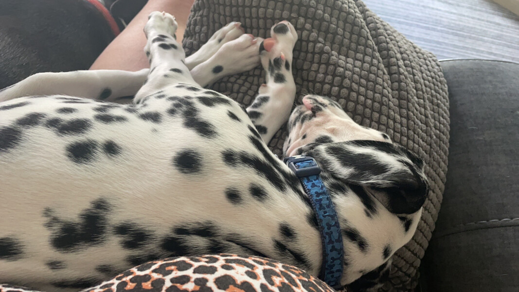 Pick of the litter- too much choice!