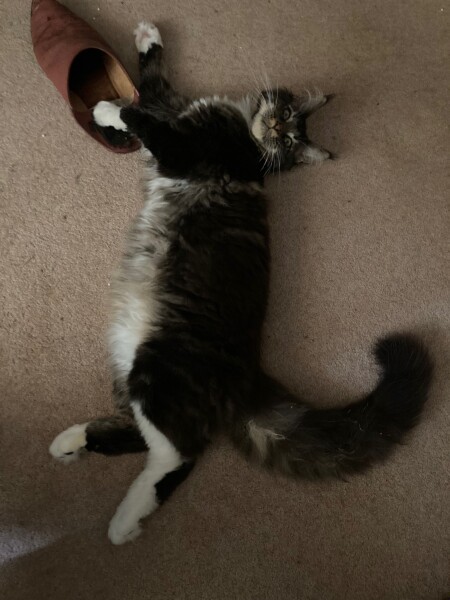 What's the daftest thing your cat has done today - pics please!