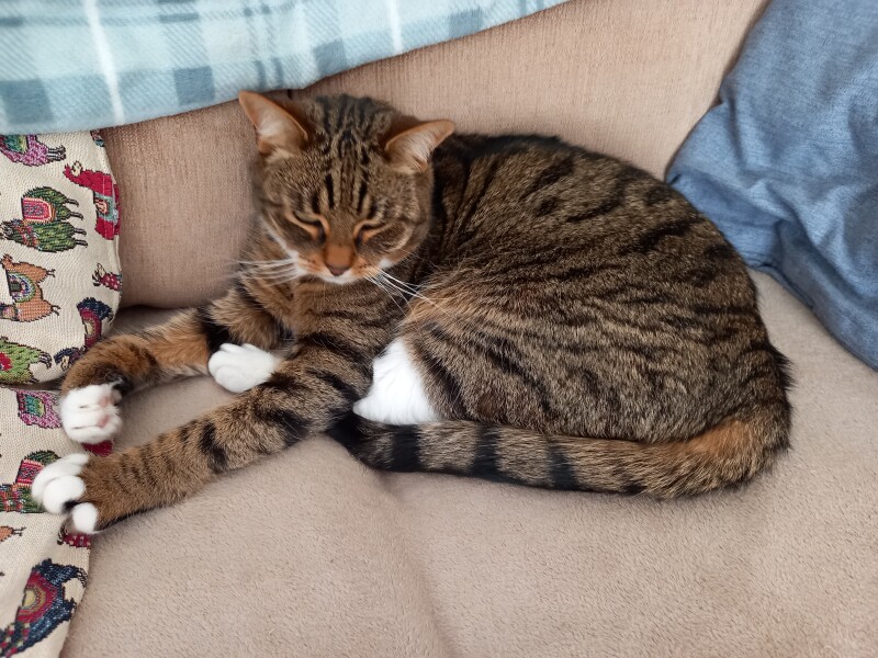 Just for the love of Tabby Cats- not enough tabby love