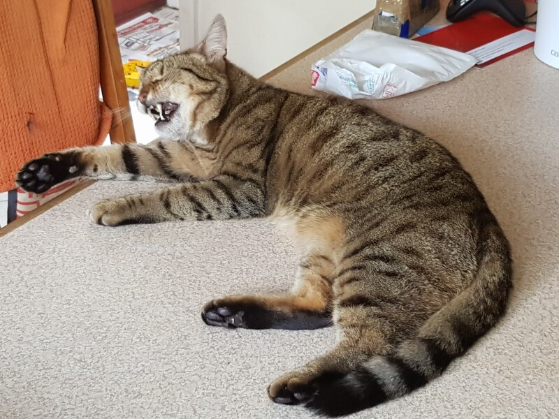 Thug cat part 4.  After all, it's not my Axminster.
