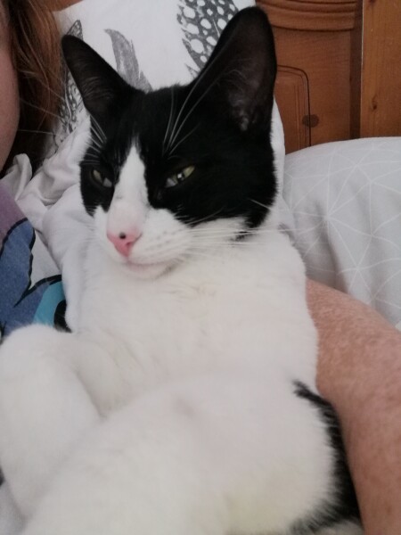 My cat was hit by a car and killed last night