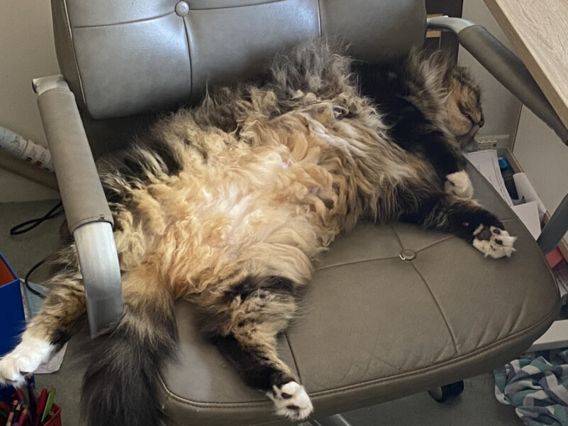 I've not been feeding my cat enough