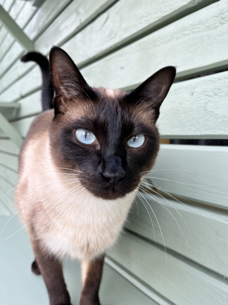 Cat owners - advice please